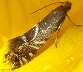 Cocksfoot Moth