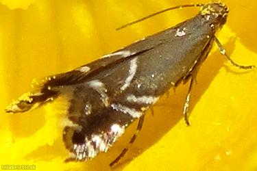 Cocksfoot Moth