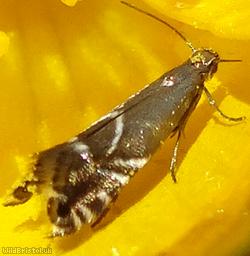 Cocksfoot Moth