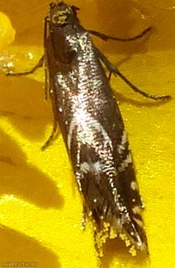 Cocksfoot Moth