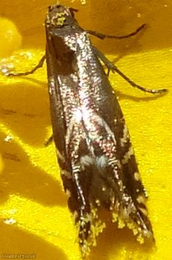 Cocksfoot Moth