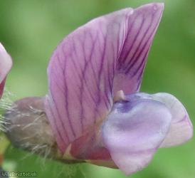 Bush Vetch