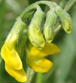 image for Meadow Vetchling