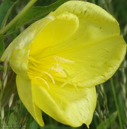 Large-flowered Evening-primrose
