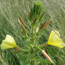 Large-flowered Evening-primrose