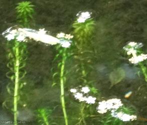image for Curly Waterweed