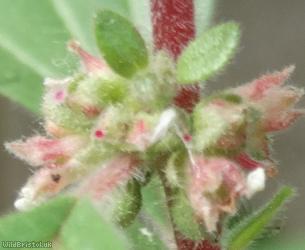 Pellitory-of-the-Wall