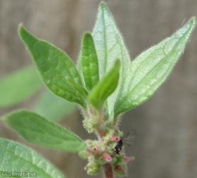 Pellitory-of-the-Wall