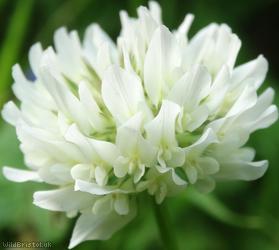 White Clover