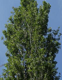 image for Lombardy Poplar