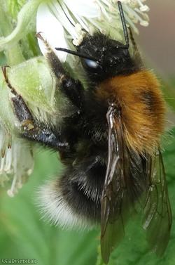 image for Tree Bumblebee