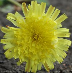 image for Mouse-ear Hawkweed
