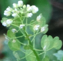 Field Penny-cress