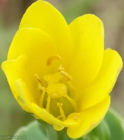 image for Yellow-wort