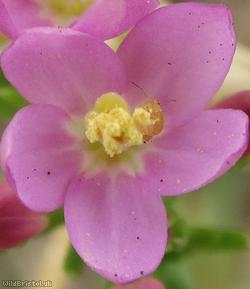 Common Centaury