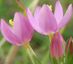 Common Centaury