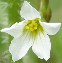 Fairy Flax