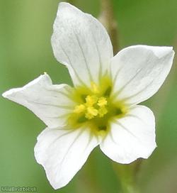 image for Fairy Flax