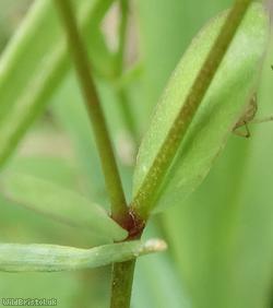 Fairy Flax
