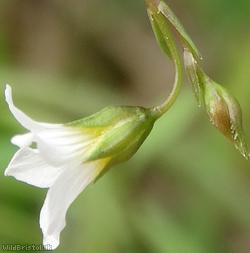 Fairy Flax