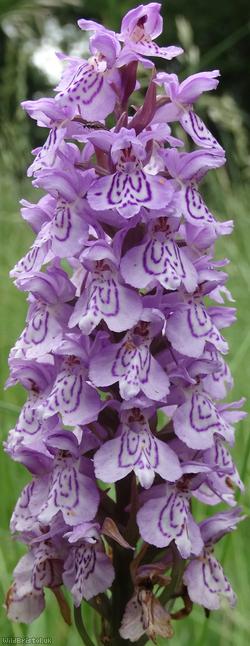 image for Common Spotted x Southern Marsh Orchid