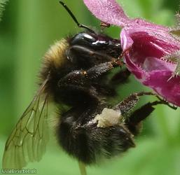 image for Garden Bumblebee