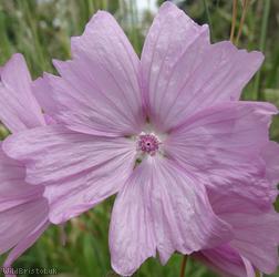 image for Musk Mallow