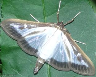 Box-tree Moth