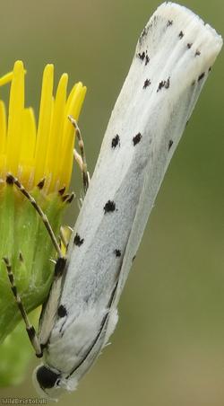 image for Thistle Ermine