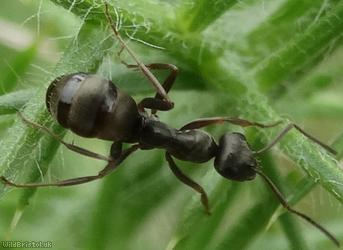 Dusky Ant
