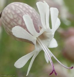 Bladder Campion