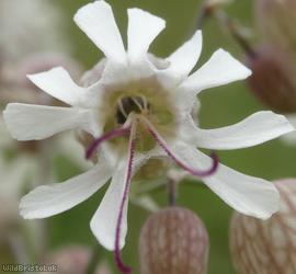 Bladder Campion