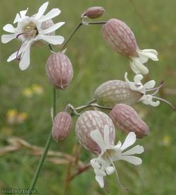 Bladder Campion