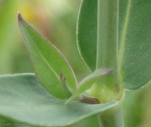 Bladder Campion