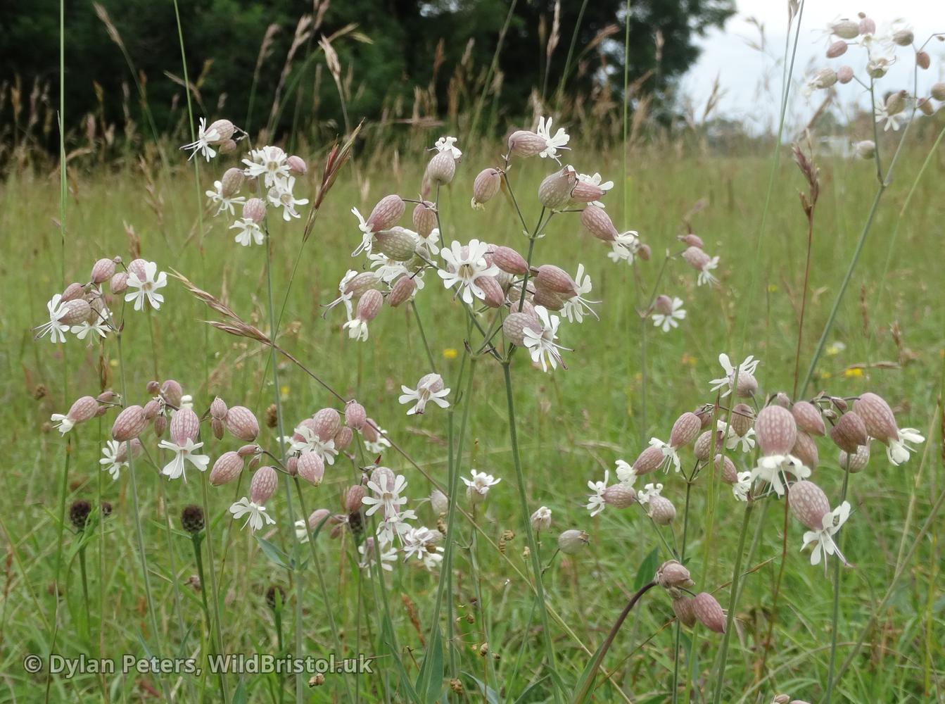 *Silene vulgaris* (Bladder Campion)