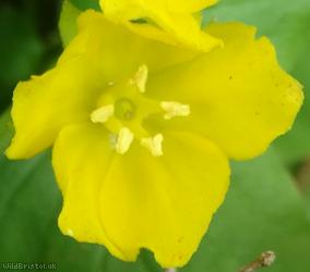 image for Creeping Jenny
