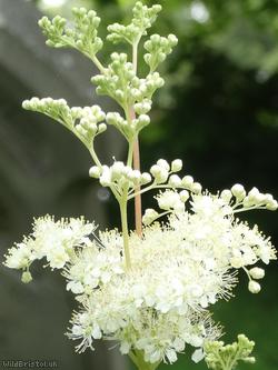 image for Meadowsweet