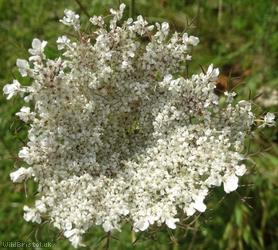 Wild Carrot