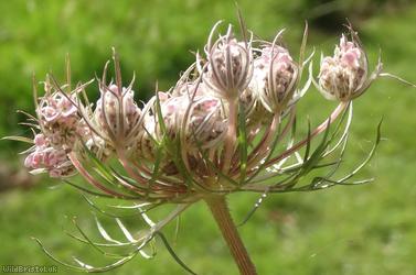 Wild Carrot