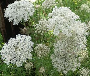 Wild Carrot