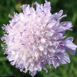 image for Field Scabious