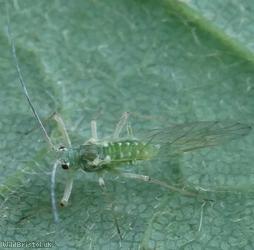 image for Sycamore Aphid