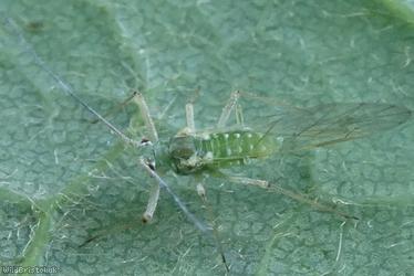 Sycamore Aphid