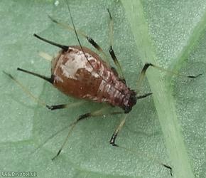 Large Sowthistle Aphid