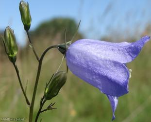 Harebell