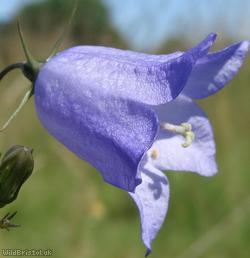 Harebell