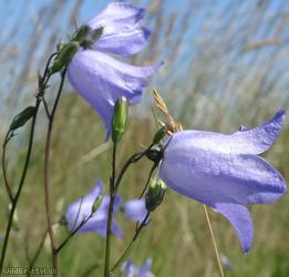 Harebell