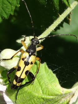 image for Black & Yellow Longhorn