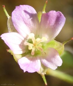 Long-stalked Crane's-bill