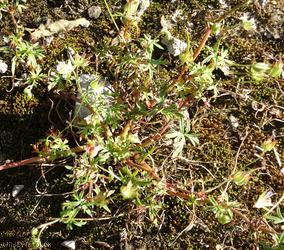 Long-stalked Crane's-bill
